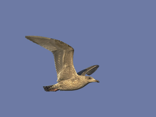 Harmaalokki, European Herring Gull, Larus argentatus